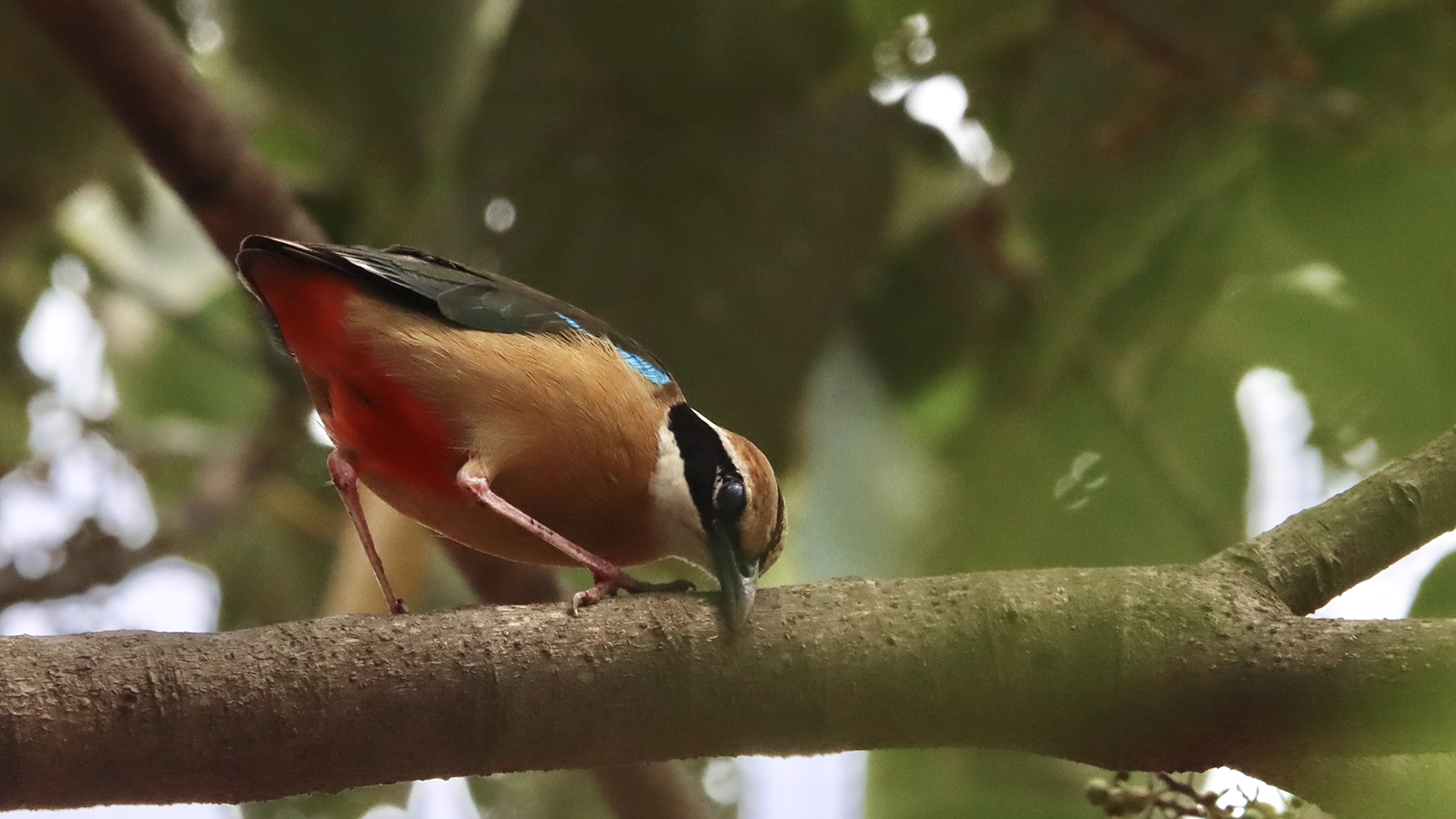 Perching Birds